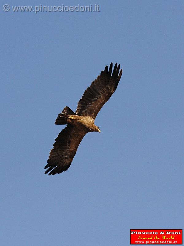 Ethiopia - 657 - Eagle.jpg